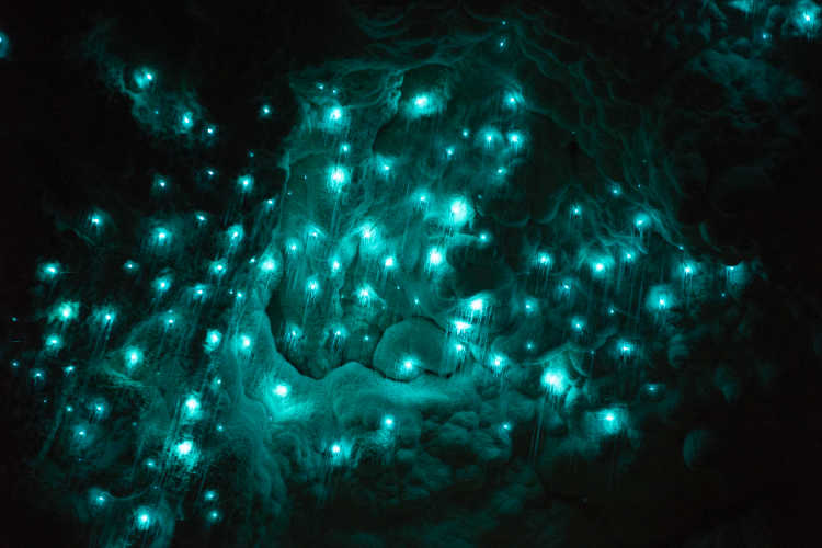 New Zealand glow worm caves