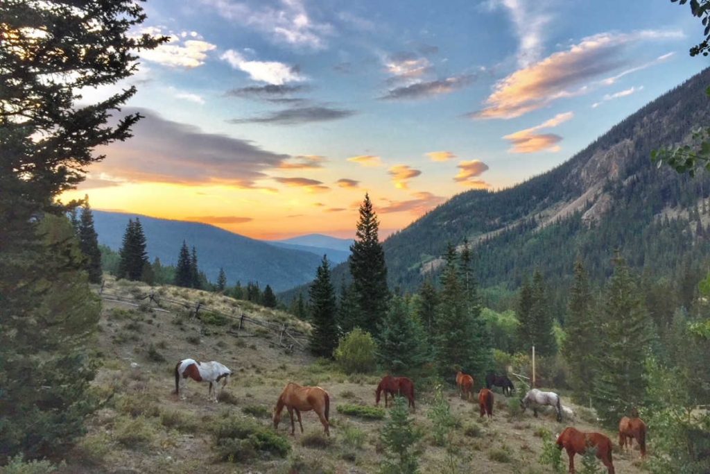 Horses grazing sunrise